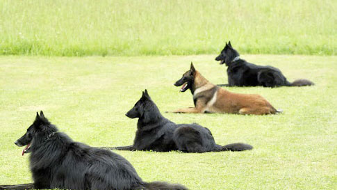 L'obedience è una disciplina cinofila adatta a tutti i cani e a tutti i padroni