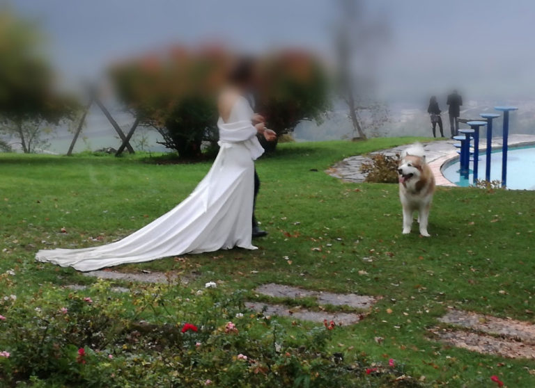 Wedding dog sitter Alessandro Bernazzi